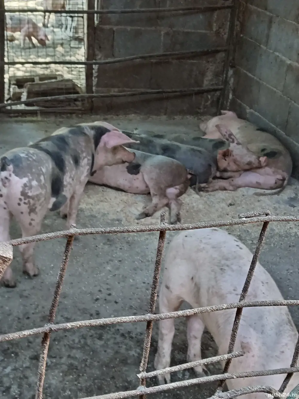 vand purcei vand purcei