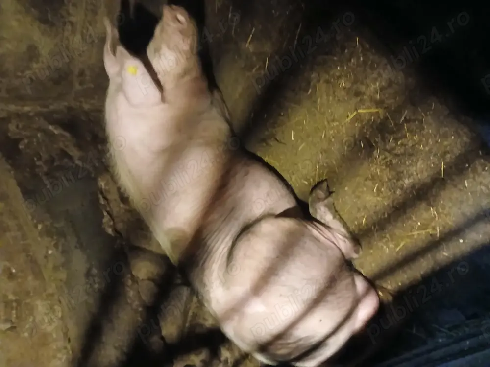 De vânzare vier. De vânzare vier.