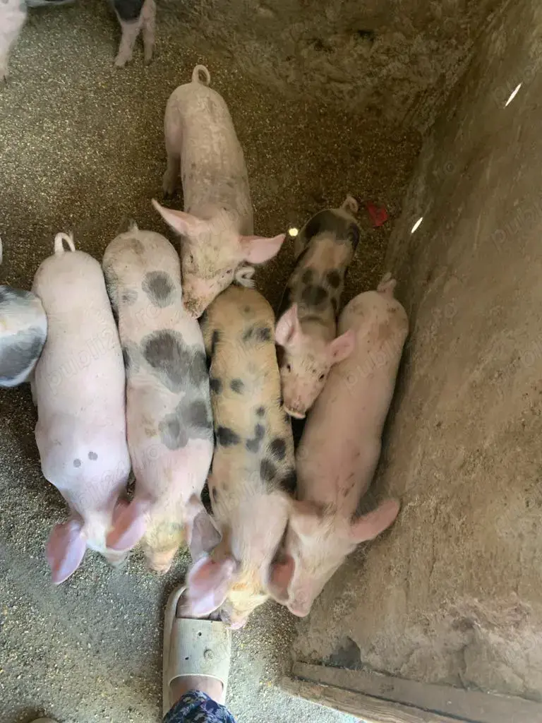 Vand purcei  Vand purcei