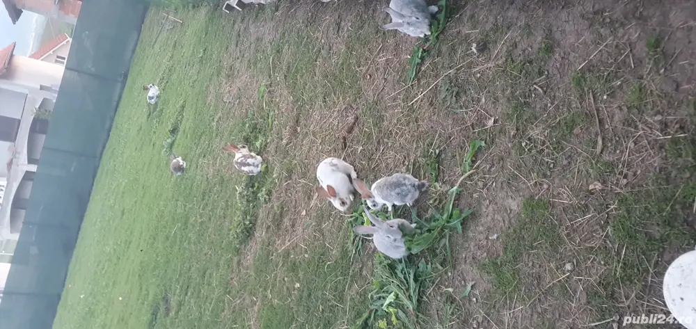 iepurași căuta casa nouă!  iepurași căuta casa nouă!