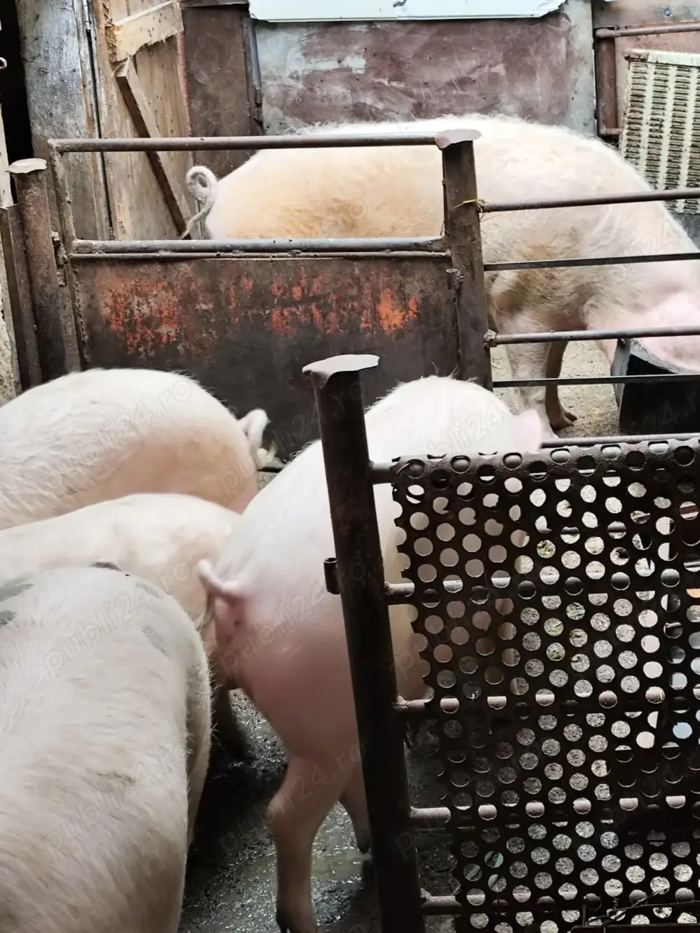 vand porci cu greutatea intre 70-100kg vand porci cu greutatea intre 70-100kg