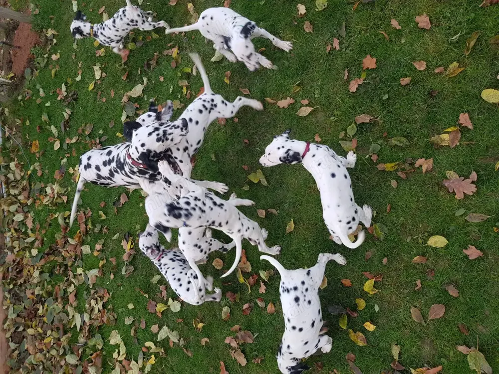 Dalmatian rasa pura Dalmatian rasa pura