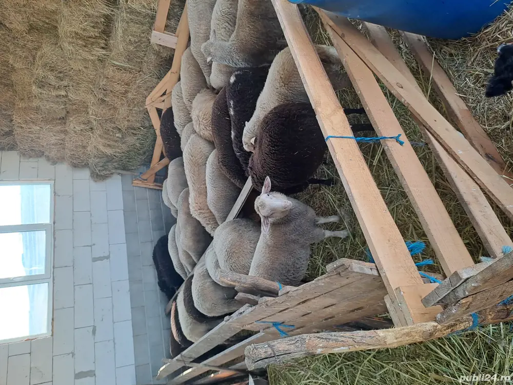 Miei de vânzare  Miei de vânzare