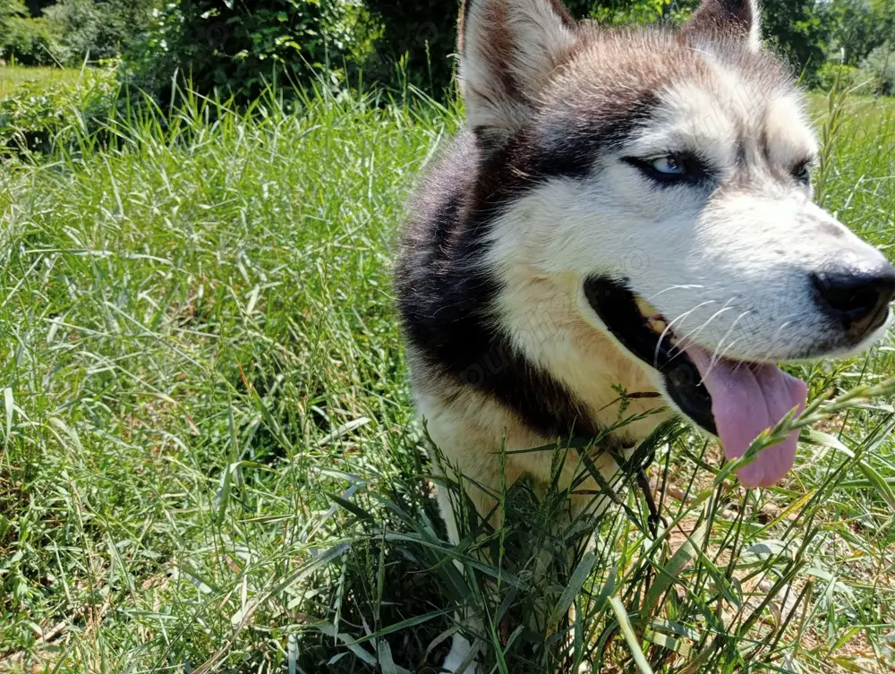 Husky siberian pt. împerechiere 