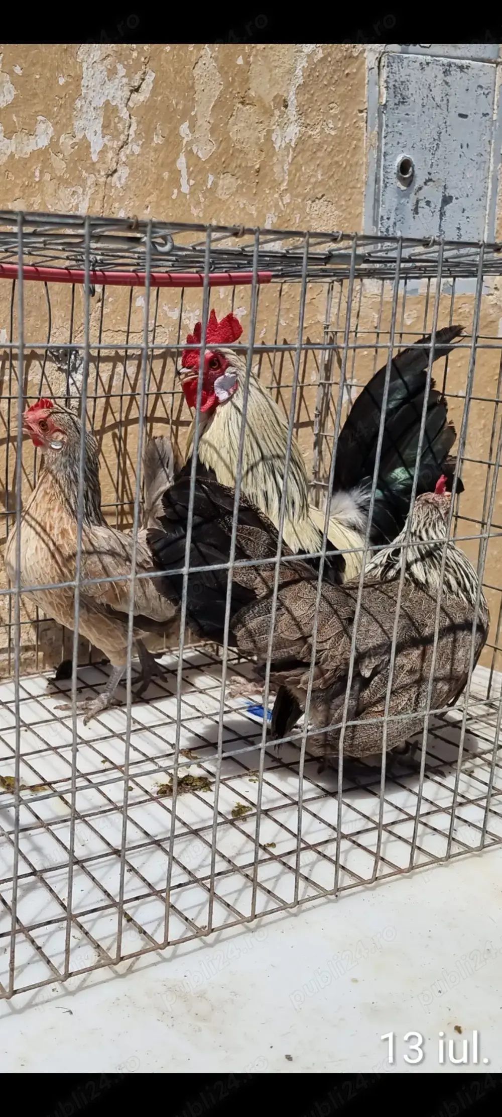 Vînd găini pitice toate culorile Vînd găini pitice toate culorile