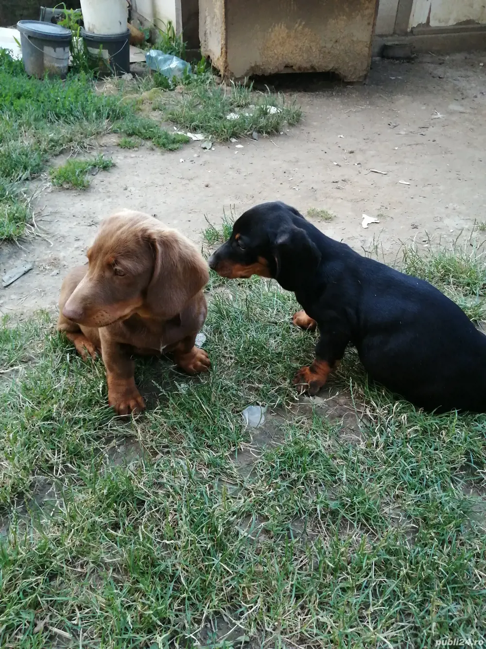 Căței teckel  Căței teckel