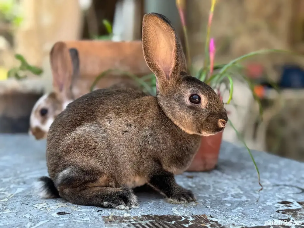 Iepurasi Rex de vânzare!  Iepurasi Rex de vânzare!