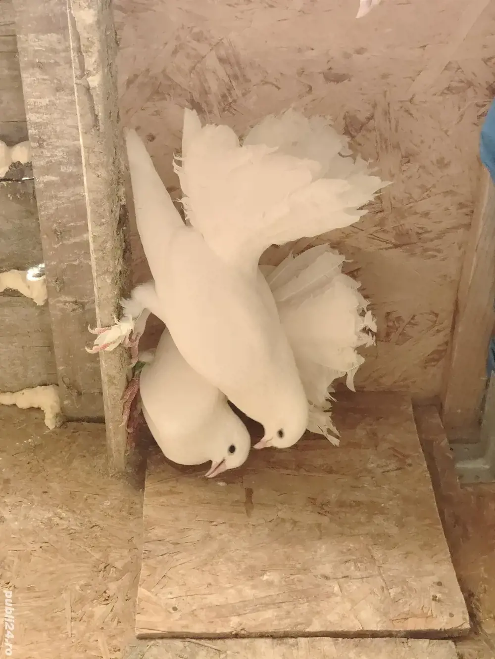 Vand porumbei voltati albi Vand porumbei voltati albi