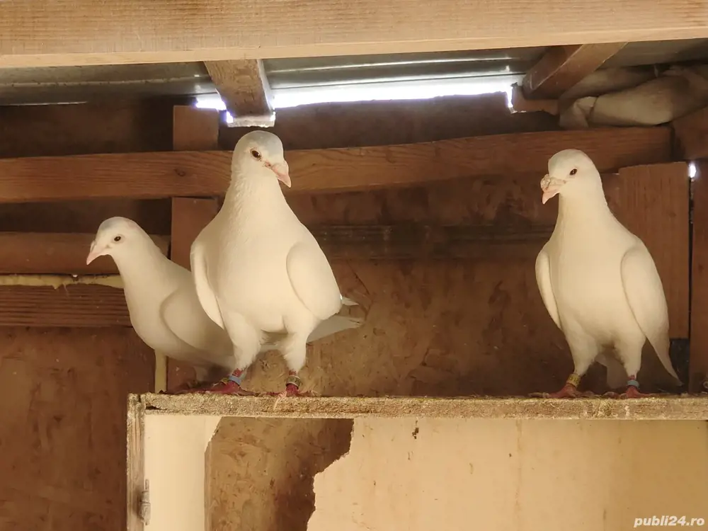 Vand porumbei huble de carne si voiajori albi Vand porumbei huble de carne si voiajori albi