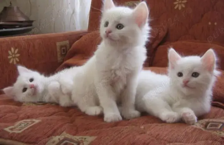 Ofertă specială! Ragdoll pui disponibili.  Asigur transport 