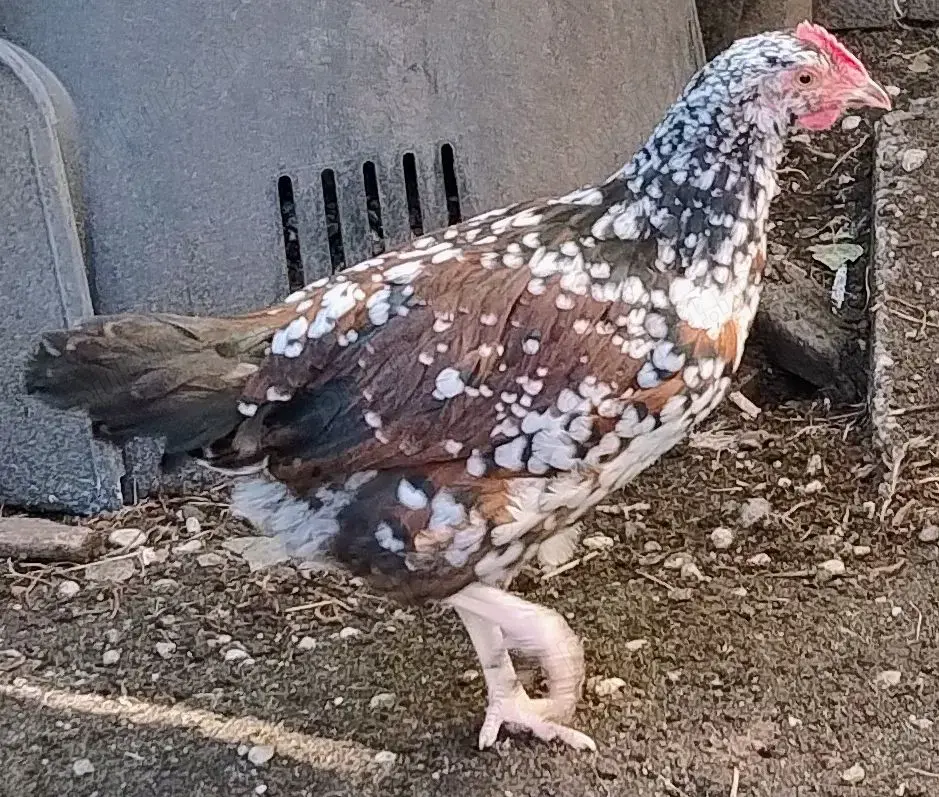 cocosei Sussex Portelan de 4 luni cocosei Sussex Portelan de 4 luni