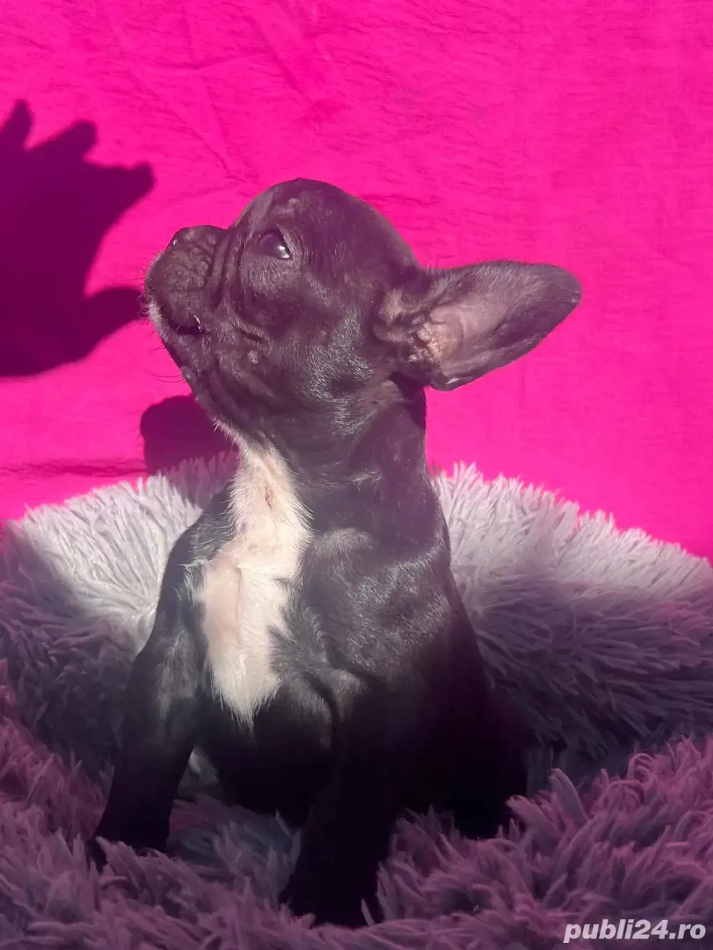 doar o catelusa mai este bulldog francez disponibile