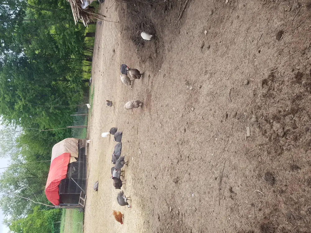 Vand bibilici multicolore  Vand bibilici multicolore