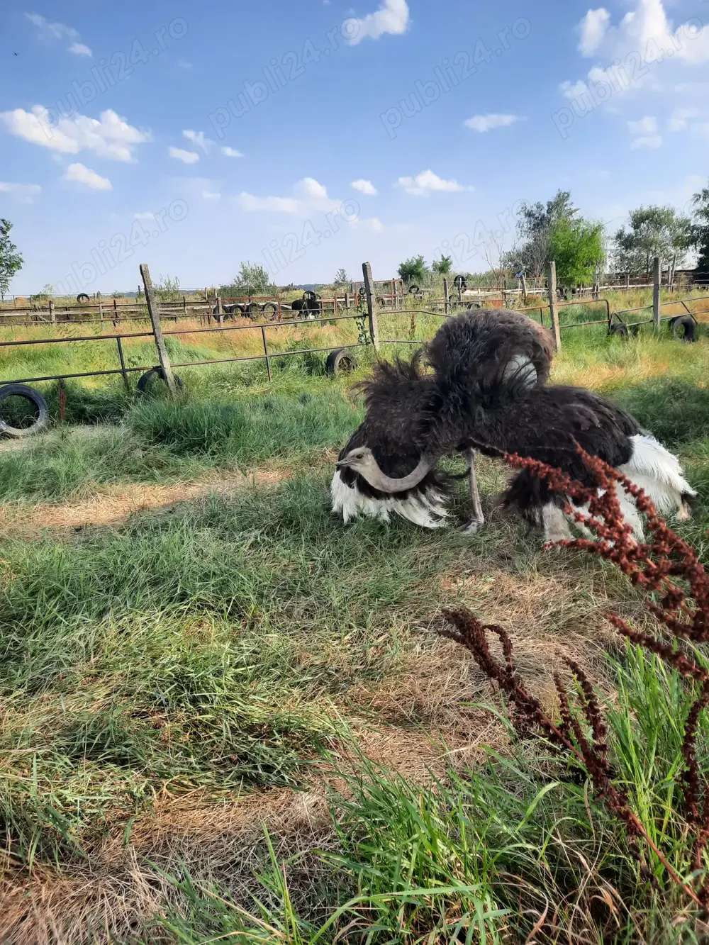 Vand struti adulti Vand struti adulti