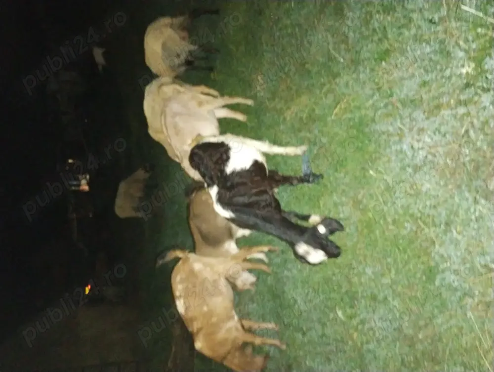 Capră anglonubian cu ied Capră anglonubian cu ied