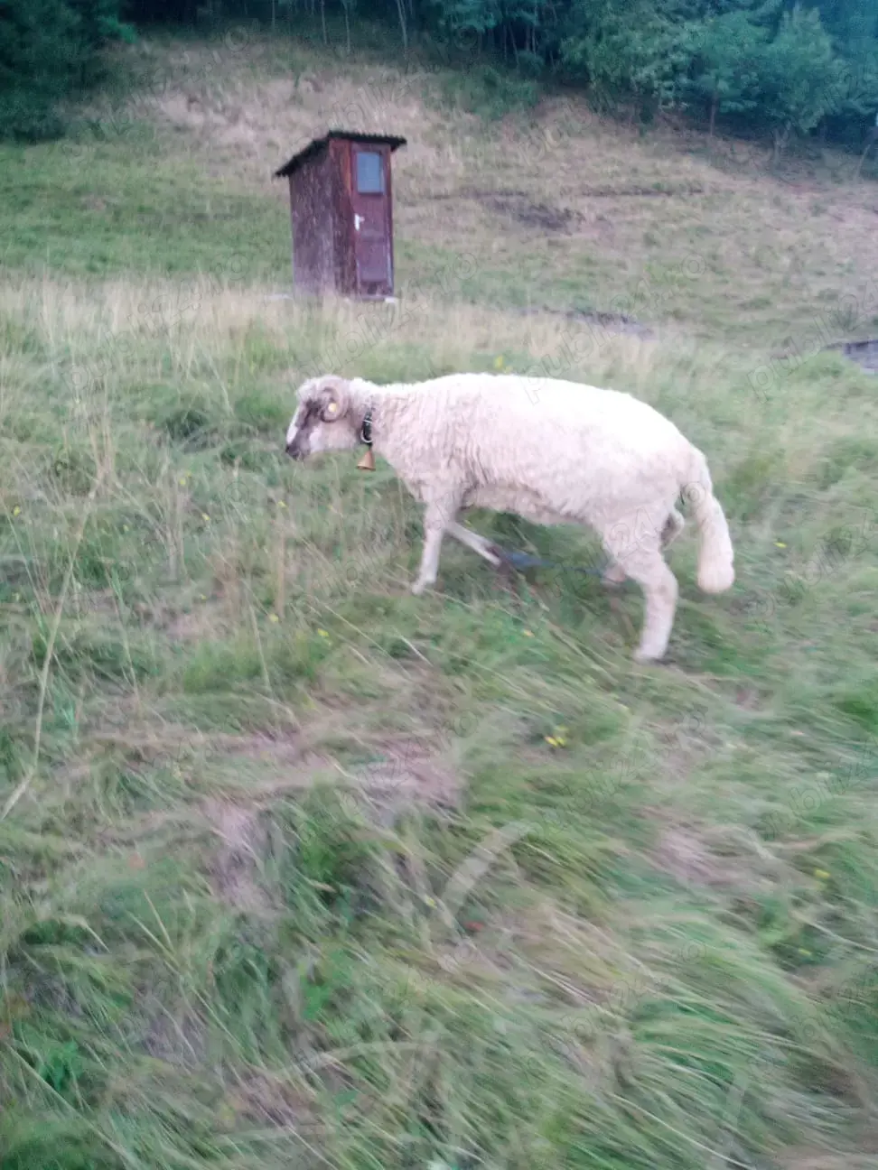 Oi tinere cu miel Oi tinere cu miel