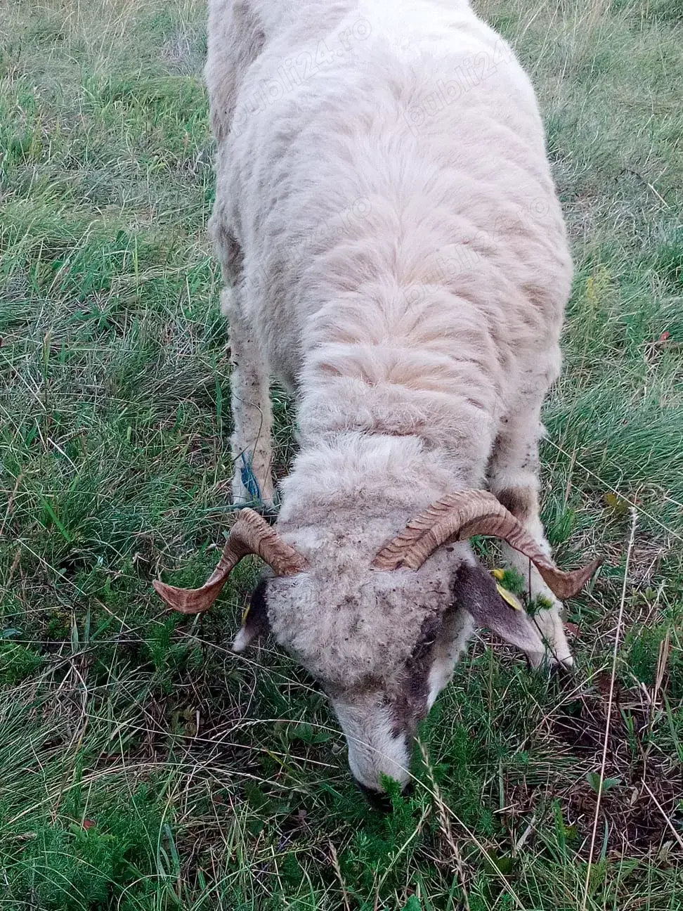 Capre anglonubian și Oi  Capre anglonubian și Oi