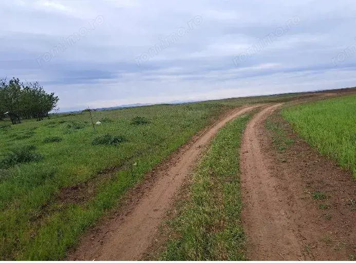 Teren extravilan, loc Densa, Jud Dolj Teren extravilan, loc Densa, Jud Dolj