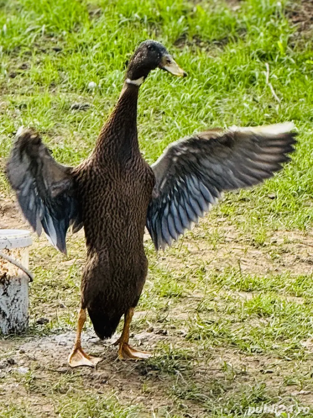 Vând rațe indiene asiatice alergatoare