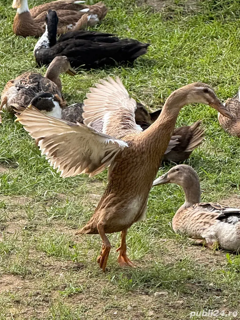 Vand Rațe indiene alergatoare la reducere