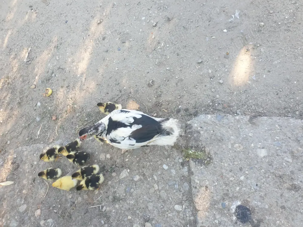 Vand 9 rățuște leșești mute  Vand 9 rățuște leșești mute