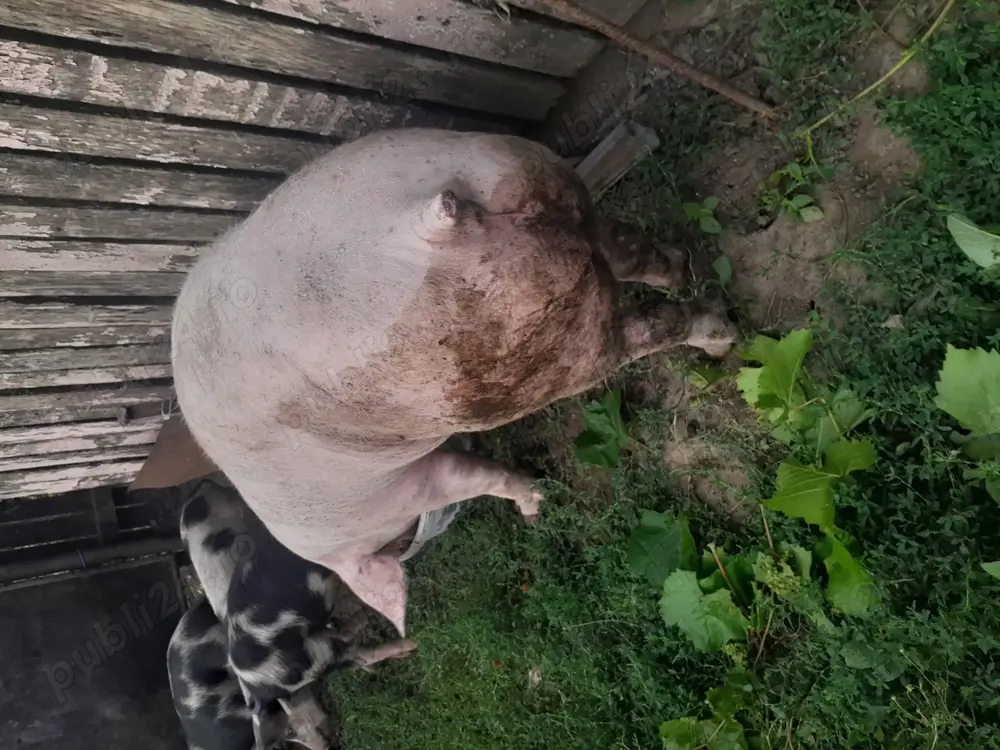 Vind porc de rasa 125 kg  Vind porc de rasa 125 kg