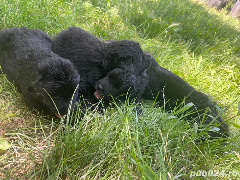 Ciobanesc Corb Original