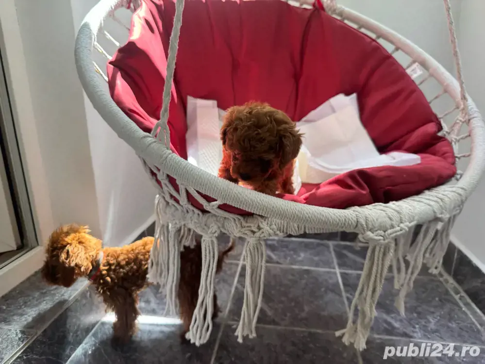 Pui de Poodle Toy deosebit disponibil!