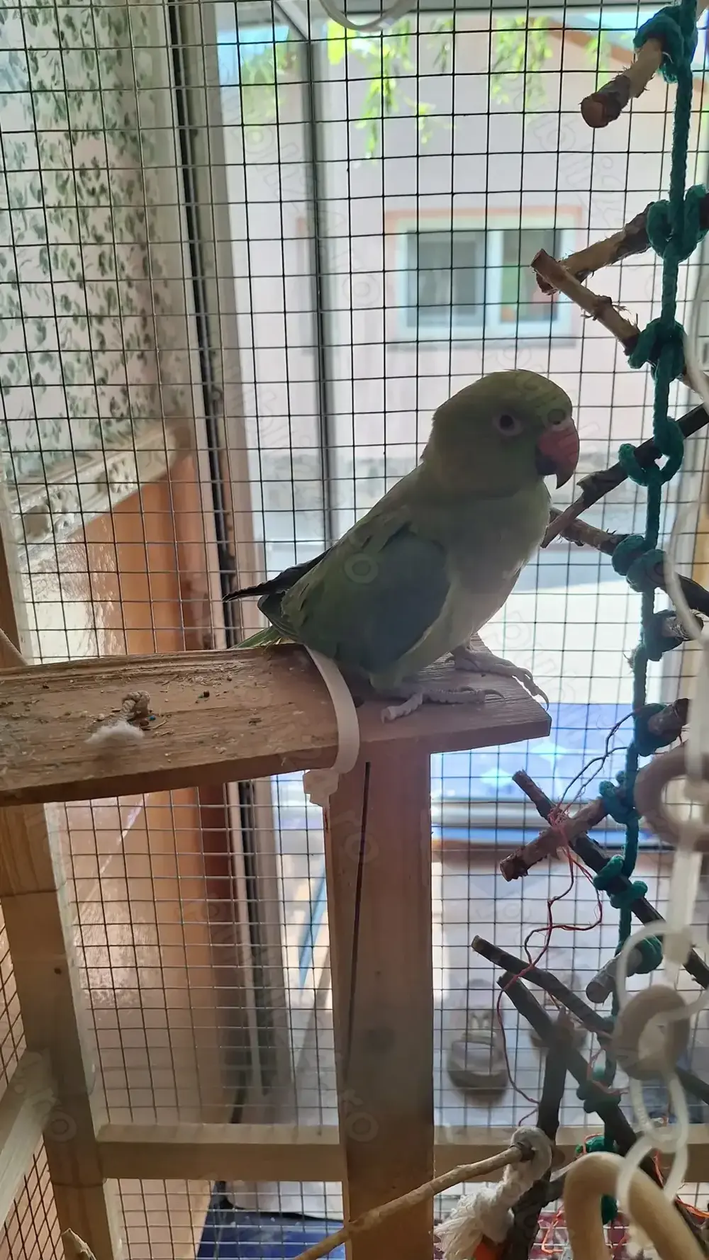 Papagal Micul Alexandru