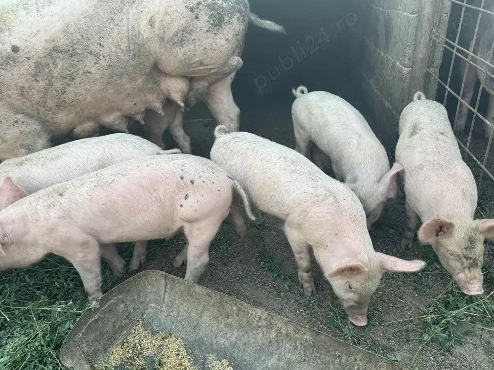 Vând purcei rasa landras cu marele alb 8 săptămâni  Vând purcei rasa landras cu marele alb 8 săptămâni