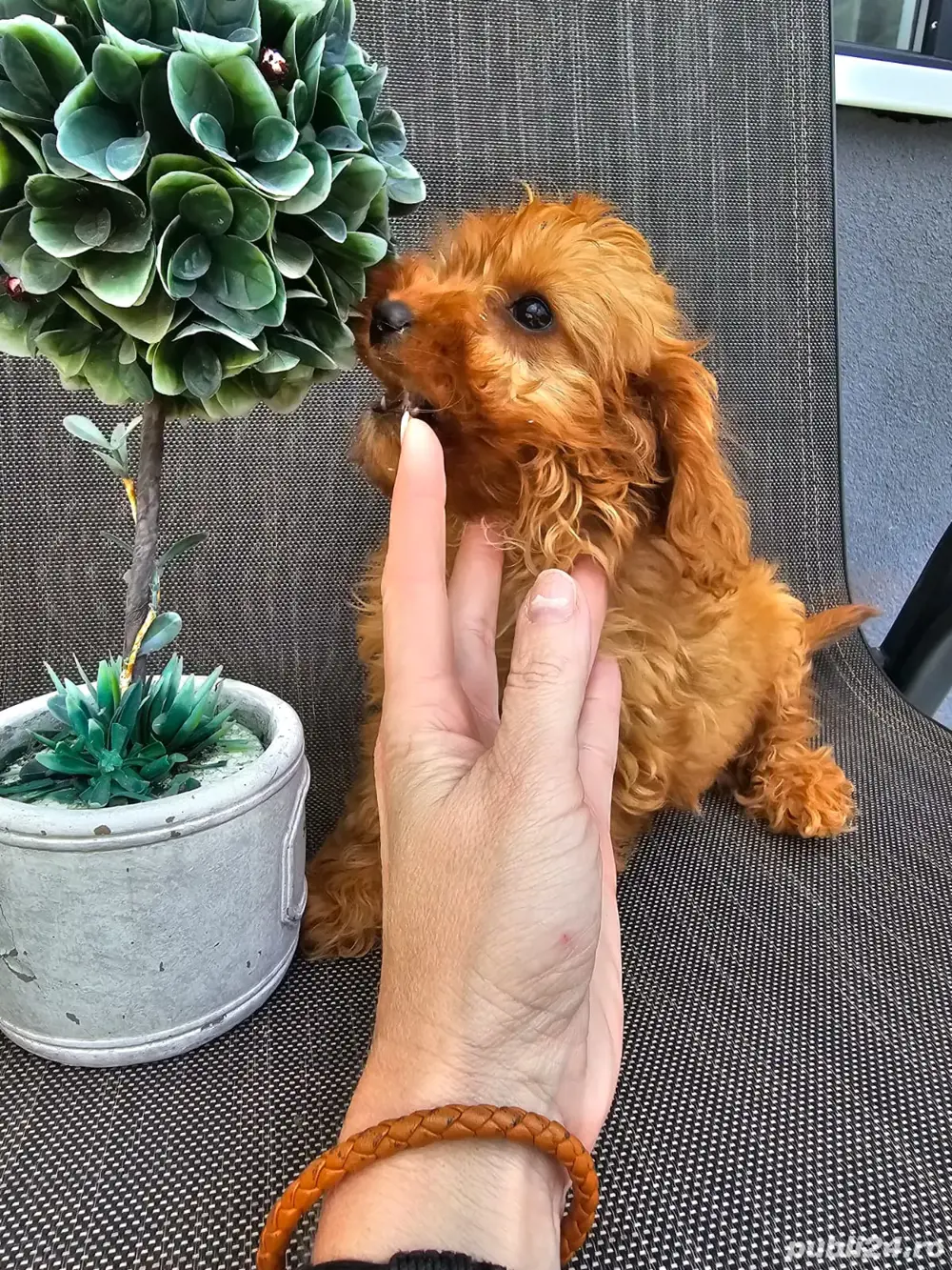 Pudel maro cu posibilitate pasaport 