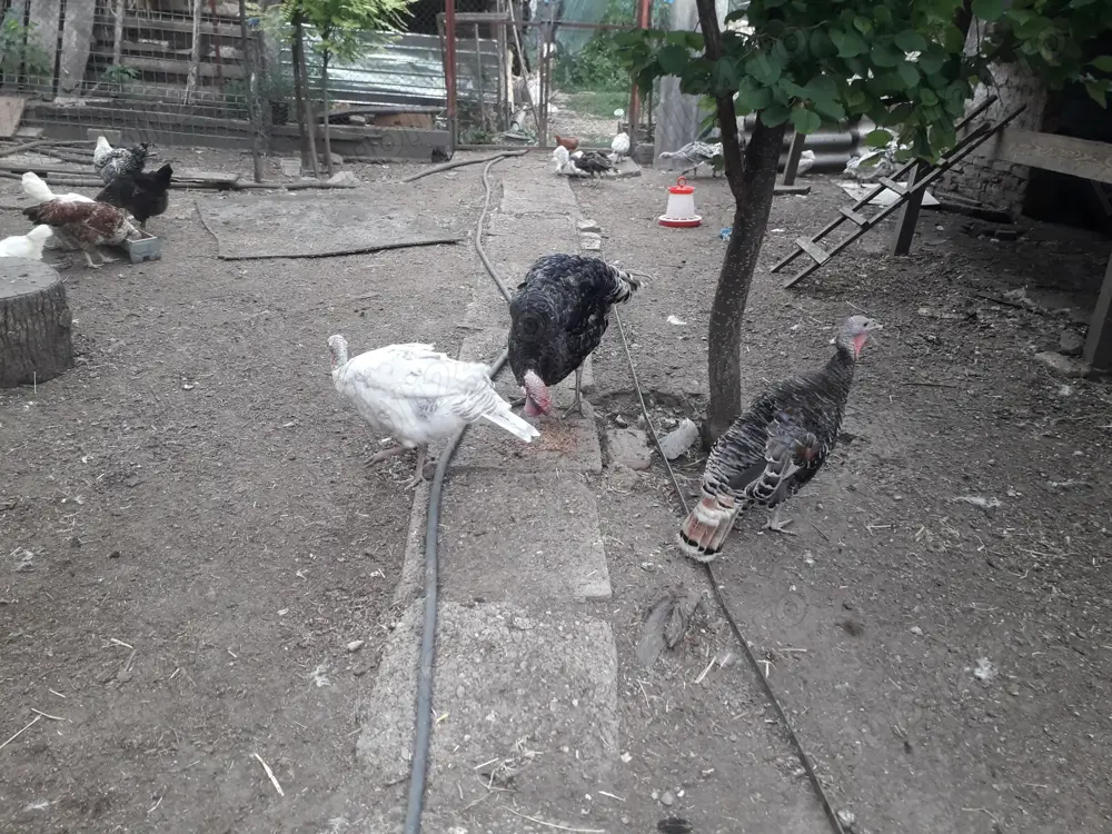 Vand curci romanesti