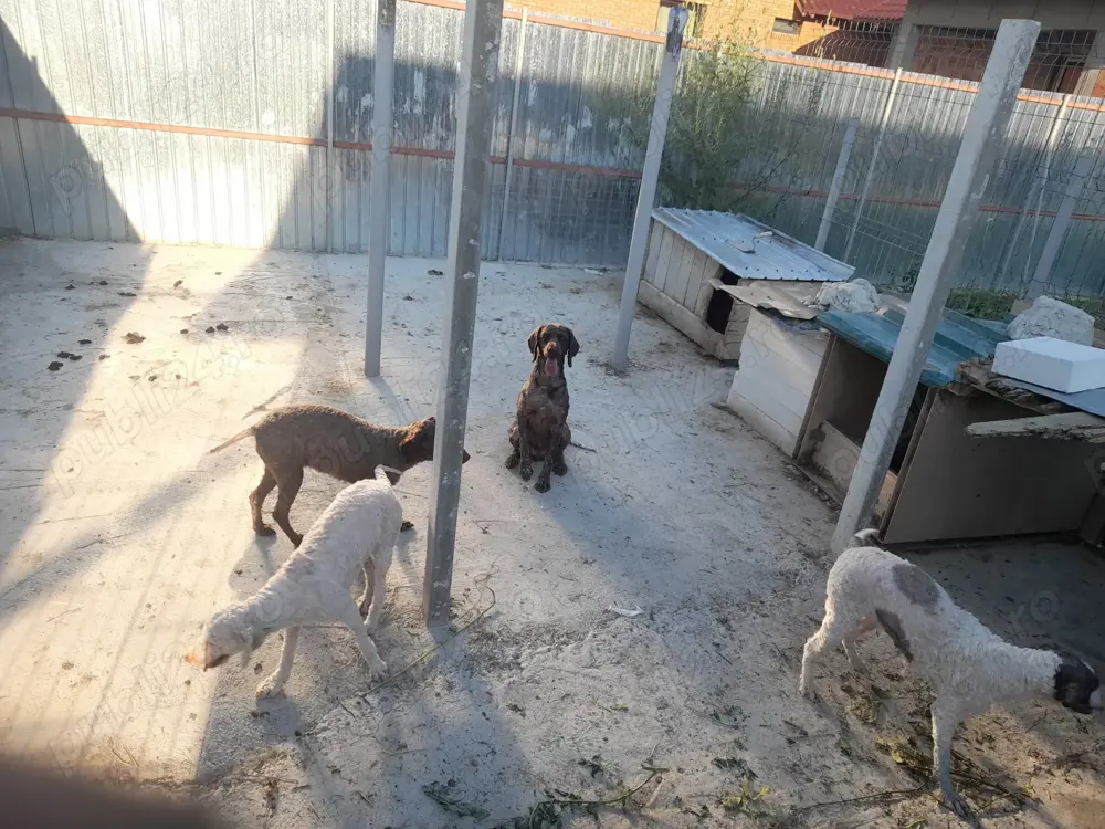 Caini profesori lagotto ,rasa pura