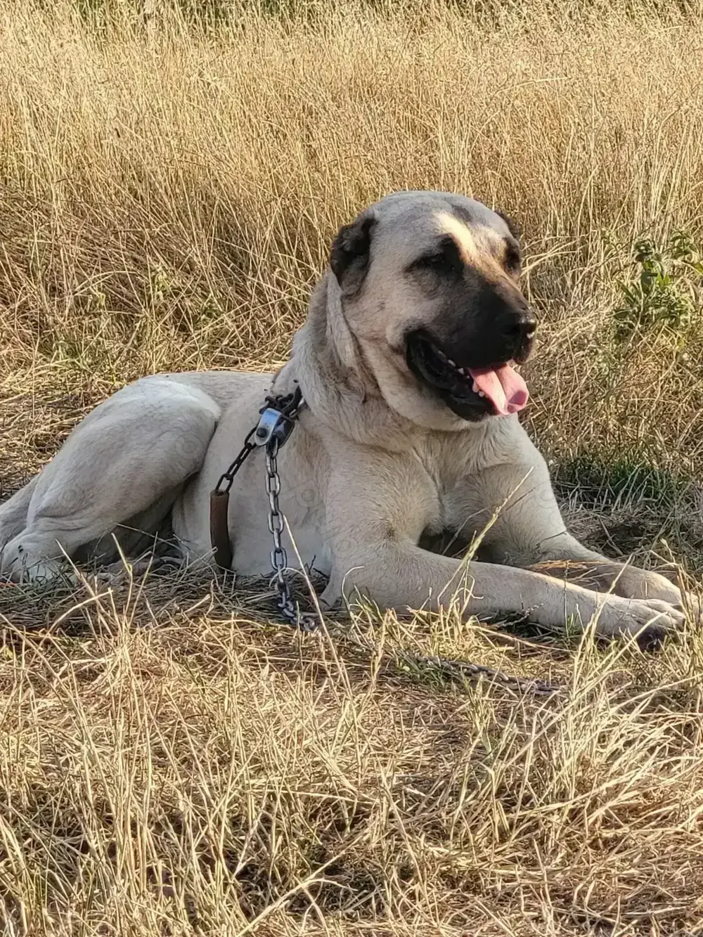 Vând femela de Kangal! Vând femela de Kangal!