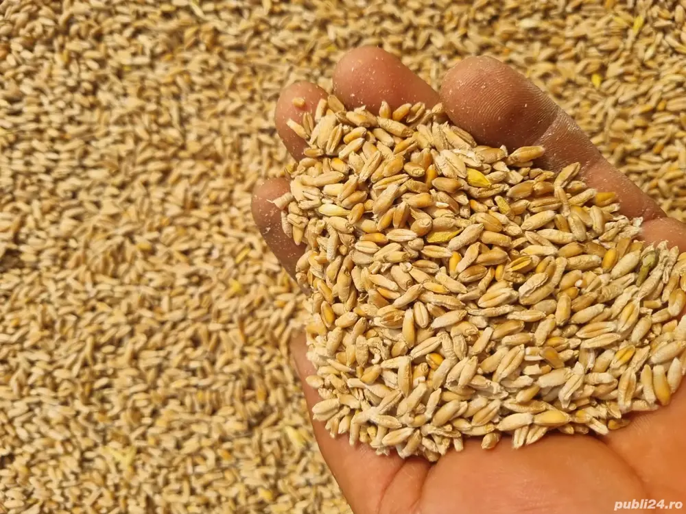 Vând grâu 40lei sacul