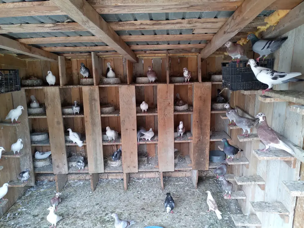 De vânzare Porumbei voiajori 