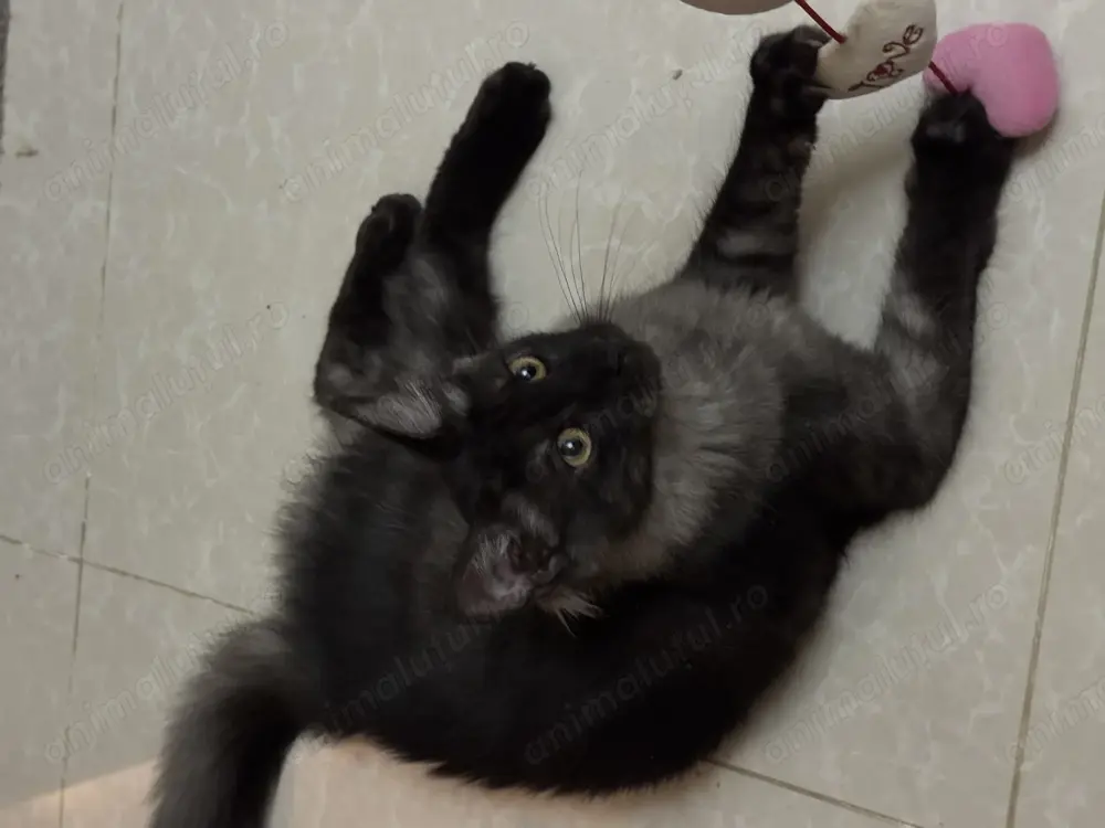 Pui Maine Coon cu Norvegiana de Pădure caută căsuța iubitoare