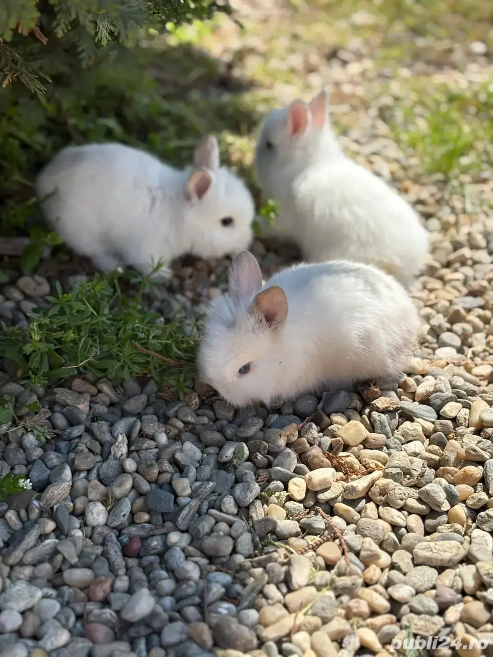 iepurasii cap de leu