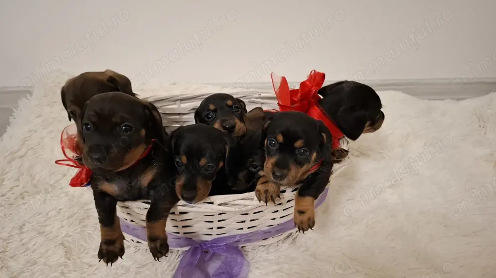 Cațeluși Teckel De Vânzare