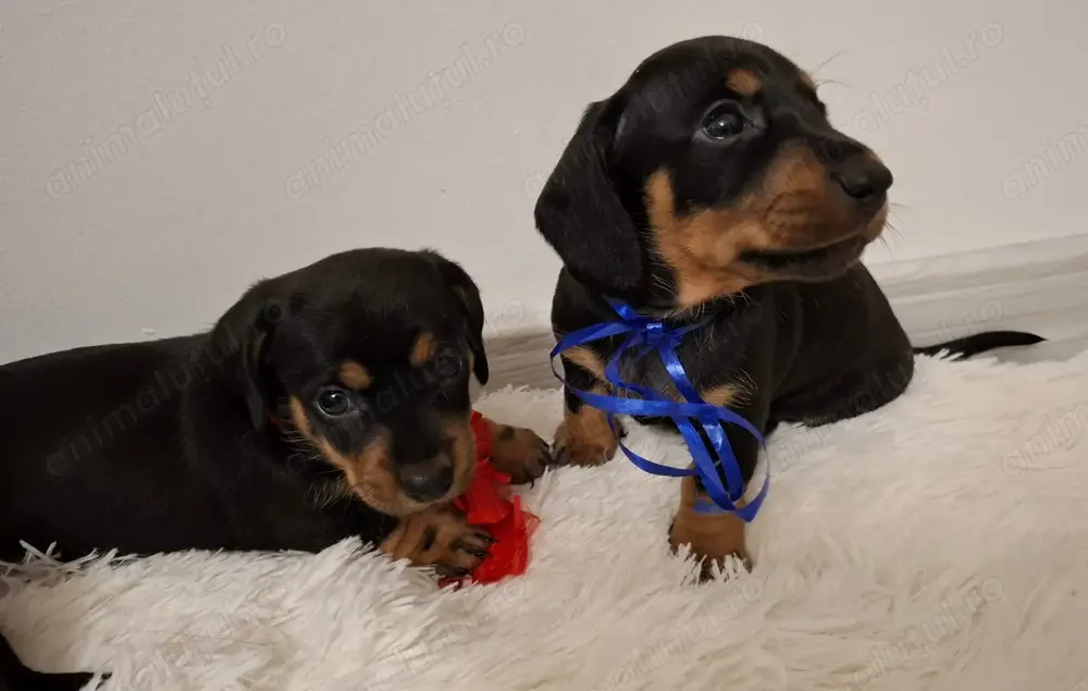 Cățeluși Teckel De Vânzare