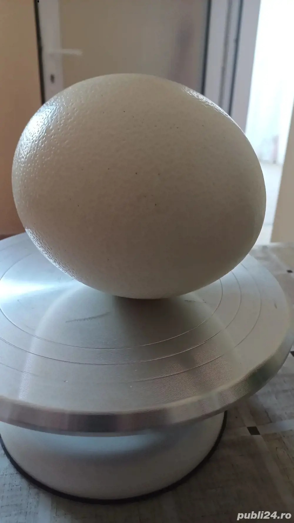 Ouă de struți de vânzare  Ouă de struți de vânzare