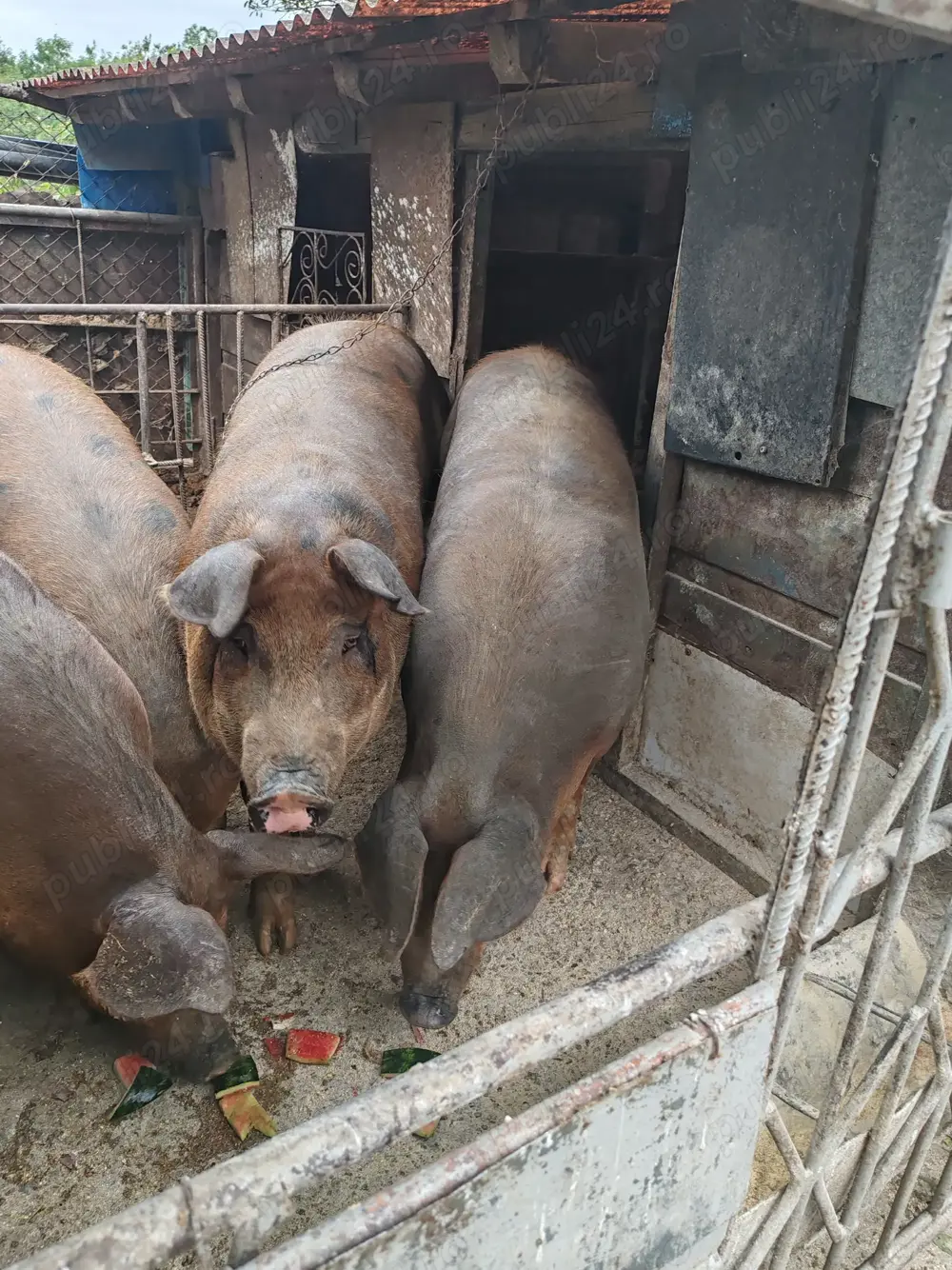 Vând porcii de sacrificat 