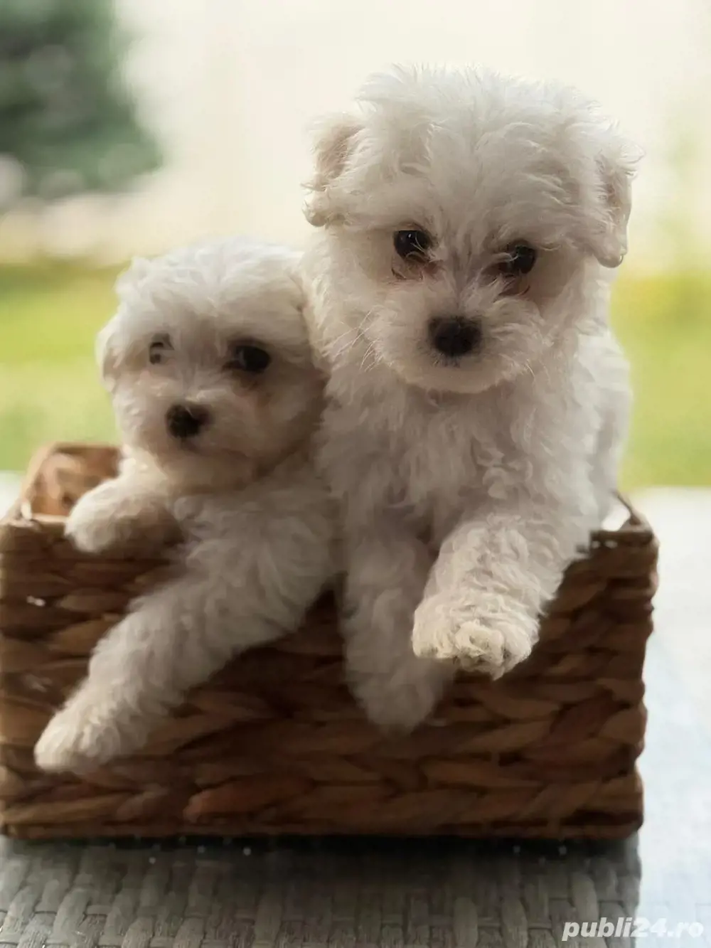 bichon maltez 8 saptamani 