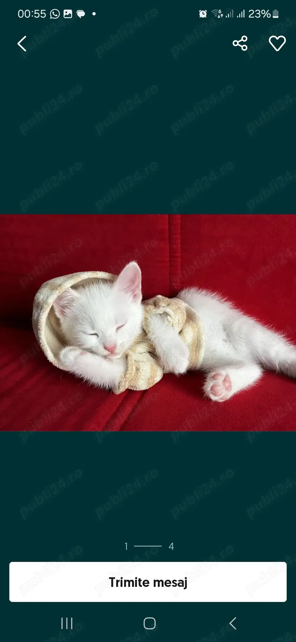 Puiuți American Shorthair White. Asigur transport contra cost. Puiuți American Shorthair White. Asigur transport contra cost.