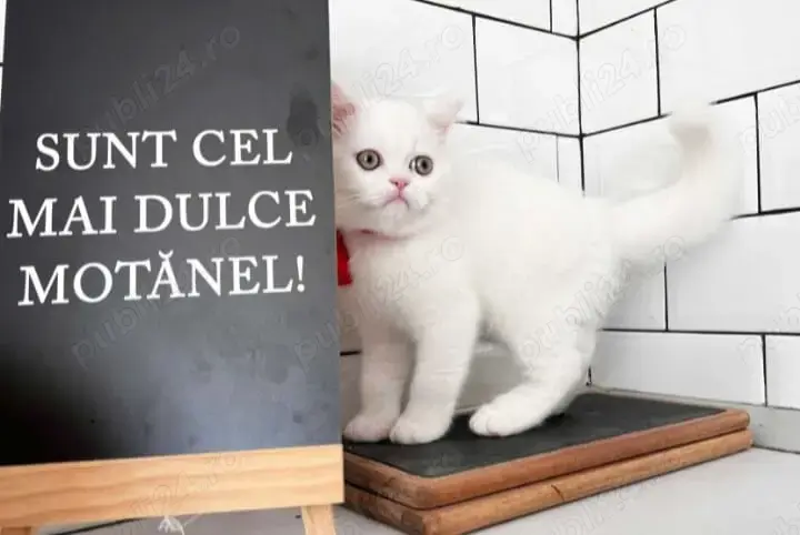 Puiuți Ragdoll white disponibili imediat! Asigur transport Puiuți Ragdoll white disponibili imediat! Asigur transport