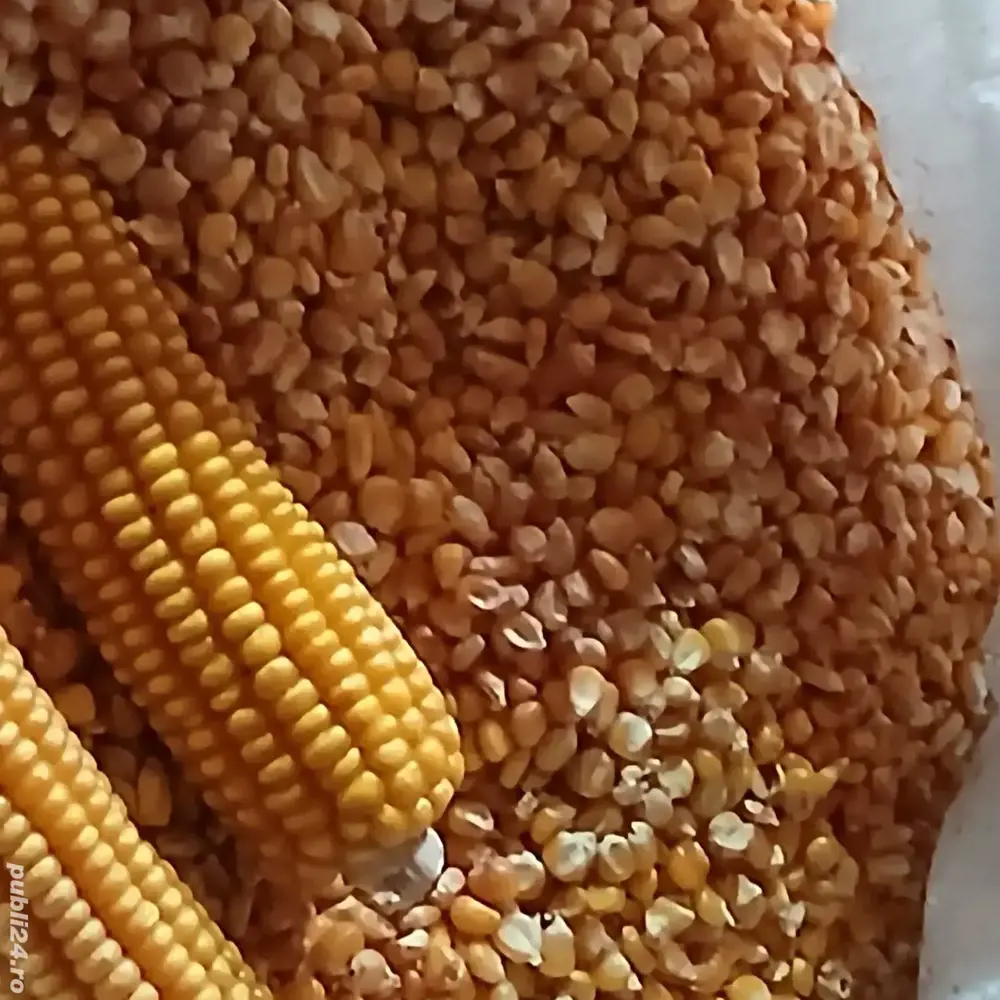 Porumb Moldovenesc sticlos si tărâță 