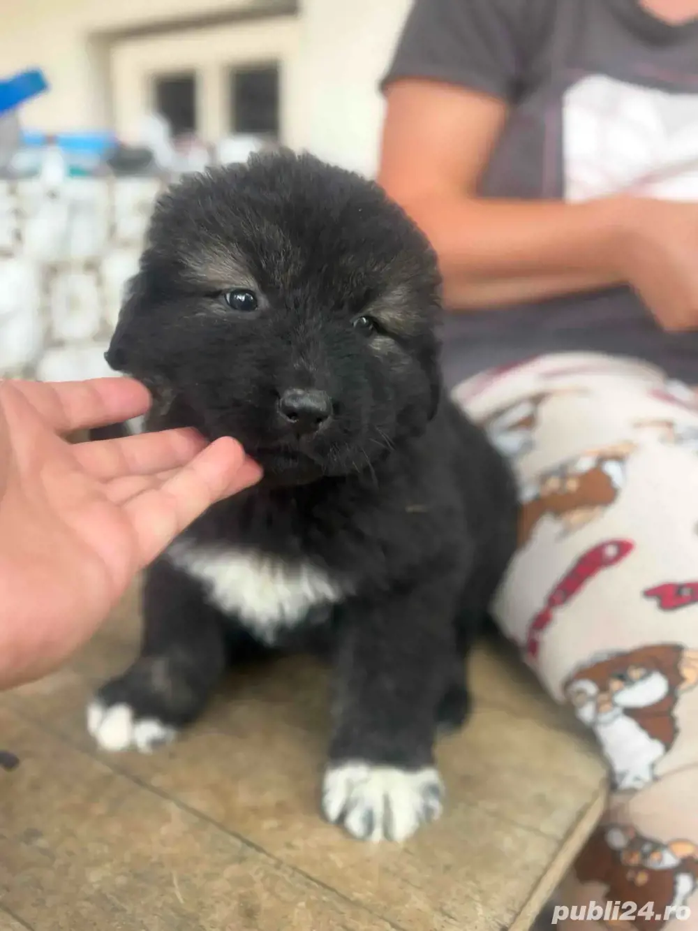 vand pui Ciobanesc Caucazian