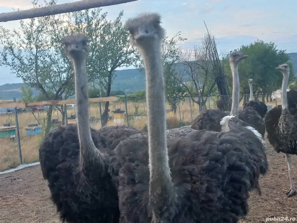 Vând struți masculi. Vând struți masculi.