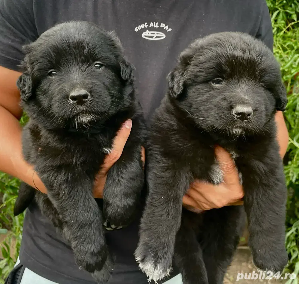 Pui Ciobanesc Corb Original