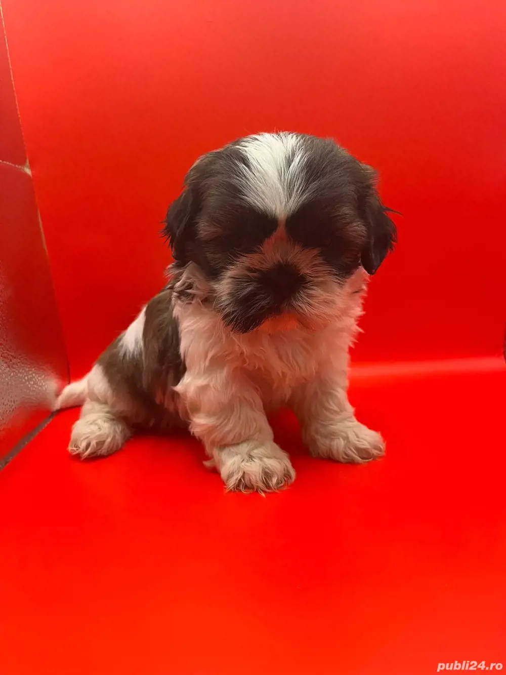Shih-tzu fetiță si băiat 